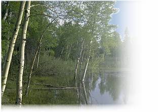 Louisiana Land for Sale,Louisiana Land,land for sale,Louisiana Land for sale,land, sale, property,louisiana property,Louisiana Property,land for sale Louisiana,sold land in LA,LA property,land for sale southeast,Advance Land and Timber,Louisiana,LA Timberl